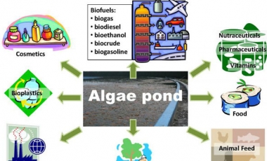 The uses of algae as Food, Fertilizer, Pollution control and Energy production